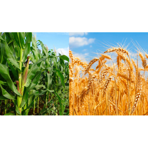 Dopłaty do pszenicy lub kukurydzy